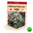 Blueberry Cookies Auto - Garden Of Green