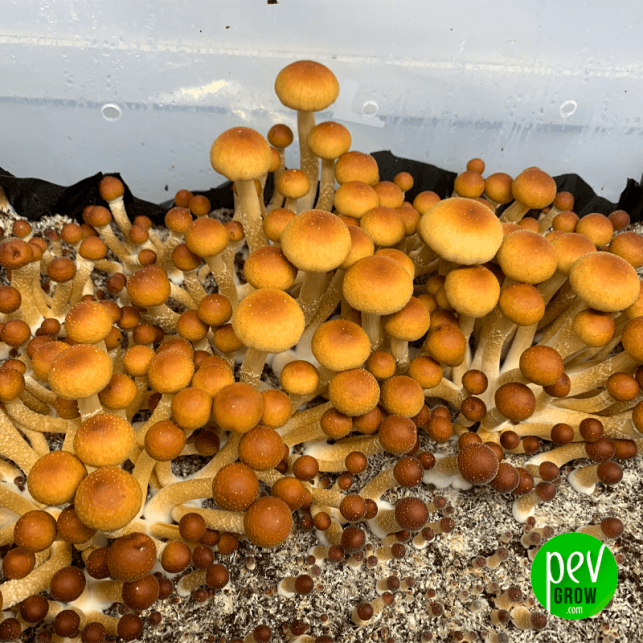 Alacabenzi mushroom growing kit