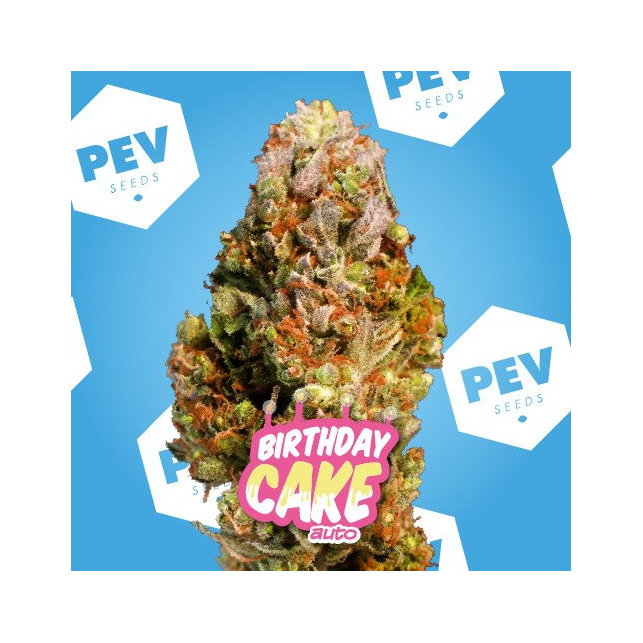 Birthday Cake Auto - PEV Seeds 1