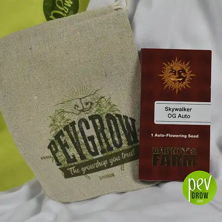 Skywalker Og Auto Sorte von Barneys Farm im Originalformat von 1 Samen auf weißem Hintergrund mit einer Tüte Hanf Pevgrow.