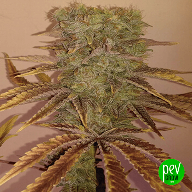 Gorila Moon Auto