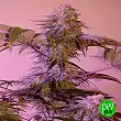 Gelato Space Kit - Sputnik Seeds