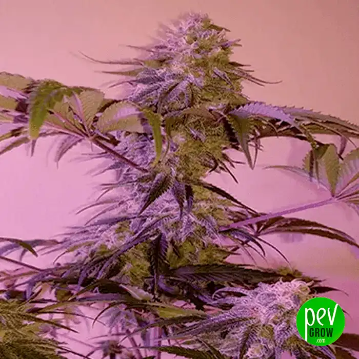 Gelato Space Kit - Sputnik Seeds