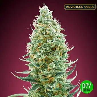 Amnesia Fast - Advanced Seeds