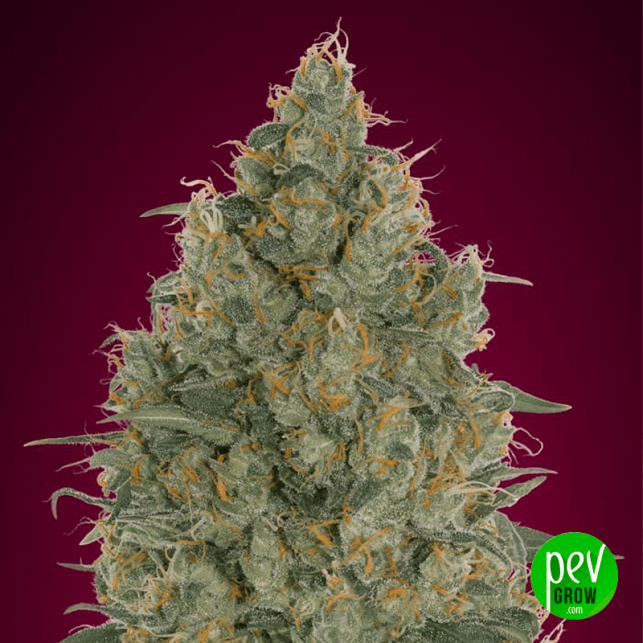 Strawberry Gum CBD