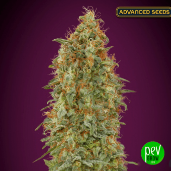 Zkittlez Fast Advanced Seeds