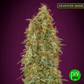Zkittlez Fast - Advanced Seeds