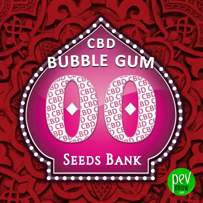Bubble Gum CBD - 00 Seeds