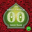 Sweet Critical CBD - 00 Seeds