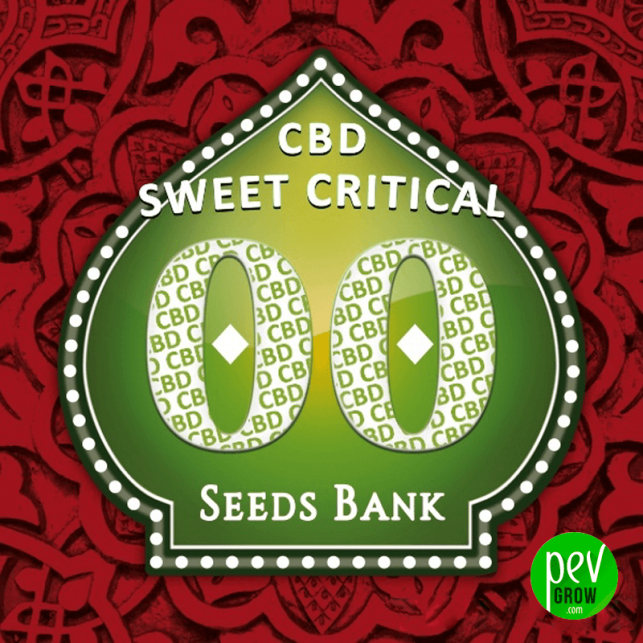 Sweet Critical CBD - 00 Seeds