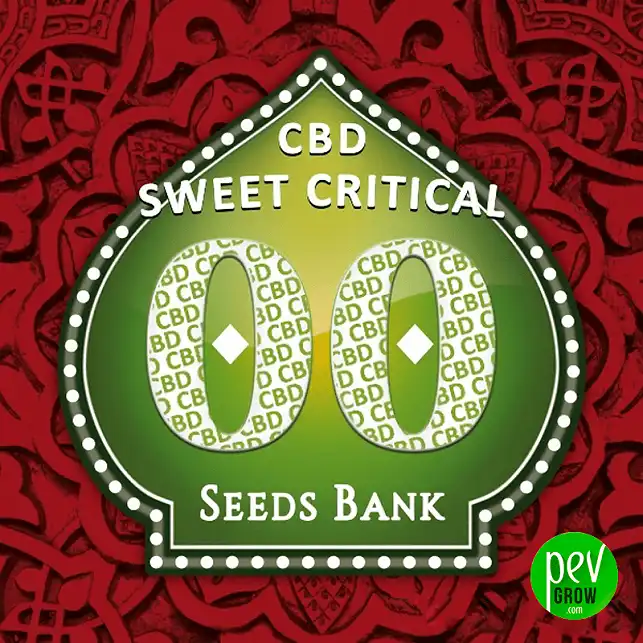 Sweet Critical CBD - 00 Seeds
