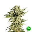 Mr 420K - Mr Hide Seeds