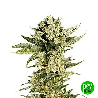 Mr 420K - Mr Hide Seeds