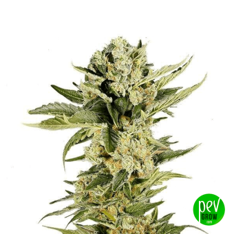 Mr 420K - Mr Hide Seeds