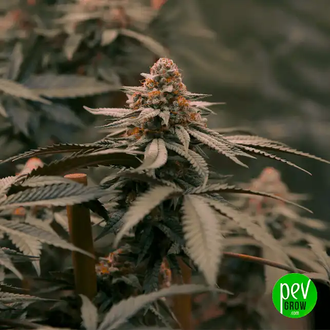Zookies - Spain Bulk Seeds Zookies - Spain Bulk Seeds