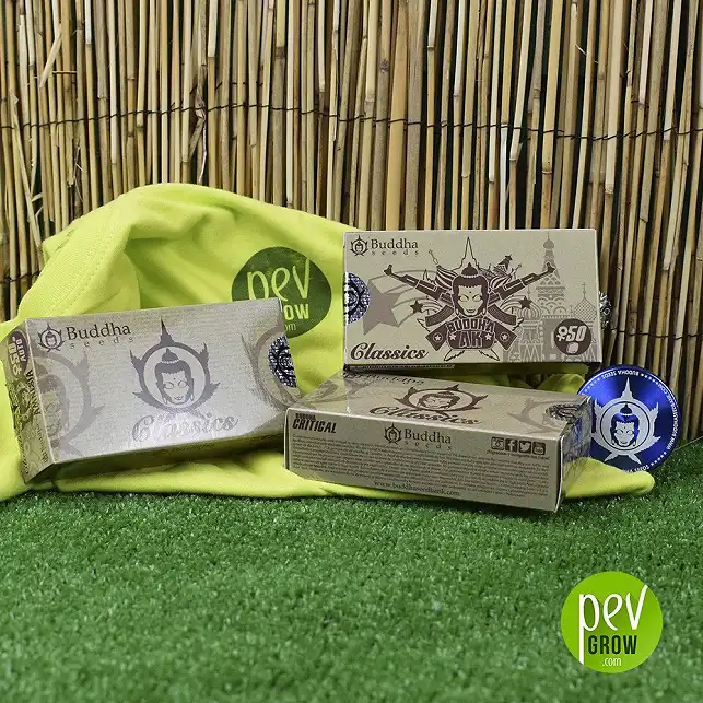 Buddha Auto AK Classic original packaging - Buddha Seeds