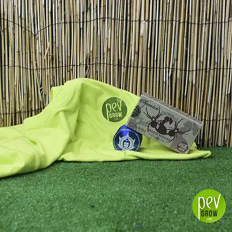 Buddha White Widow Classic - Buddha Seeds