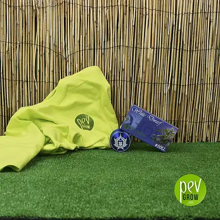 White Dwarf de Buddha Seeds