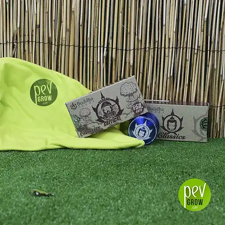 Buddha Seeds Auto Critical