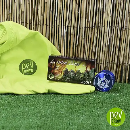 Assorted Auto de Buddha Seeds