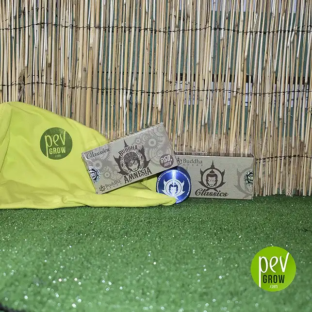 Amnesia Classic de Buddha Seeds