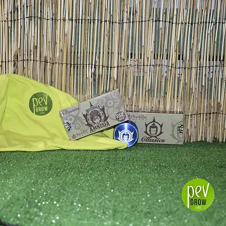 Amnesia Classic de Buddha Seeds