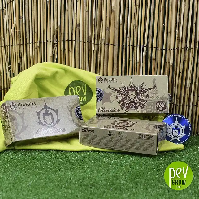 Buddha AK Classic de Buddha Seeeds - Buddha Seeds