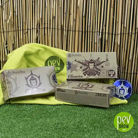 Buddha AK Classic de Buddha Seeeds - Buddha Seeds