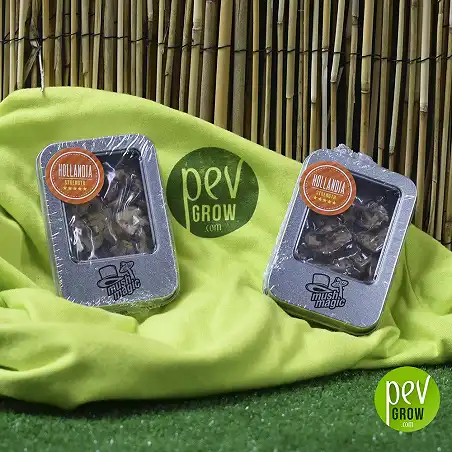 Truffes Magiques Hollandia 2