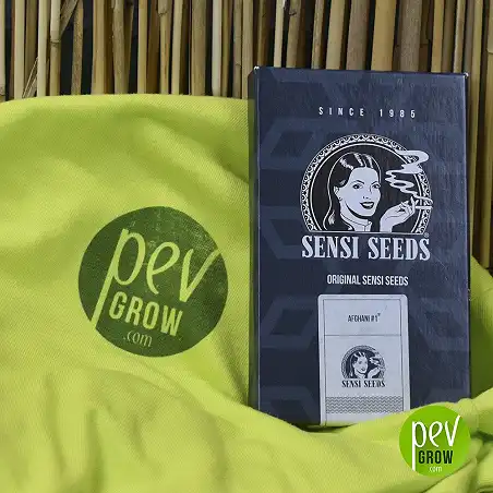 Afghani 1 regular - Sensi Seeds