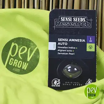 Sensi Amnesia Auto - Sensi Seeds