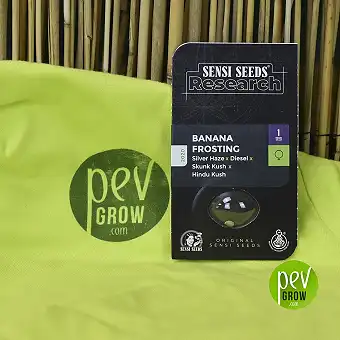 Banana Frosting Research Sensi Seeds