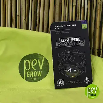 Banana Kush Cake Sensi Seeds Research