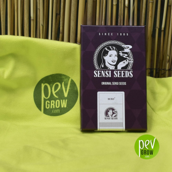 Big Bud Sensi Seeds