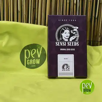 Sensi Seeds Big bud Fem dans son emballage original