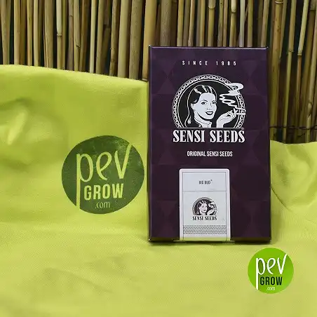 Sensi Seeds Big bud Fem nella sua confezione originale
