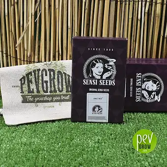 Cobalt Haze de Sensi Seeds