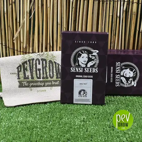 Cobalt Haze de Sensi Seeds