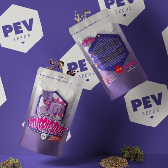 Slurricane (Dosidos x Purple Punch) - PEV Seeds 1