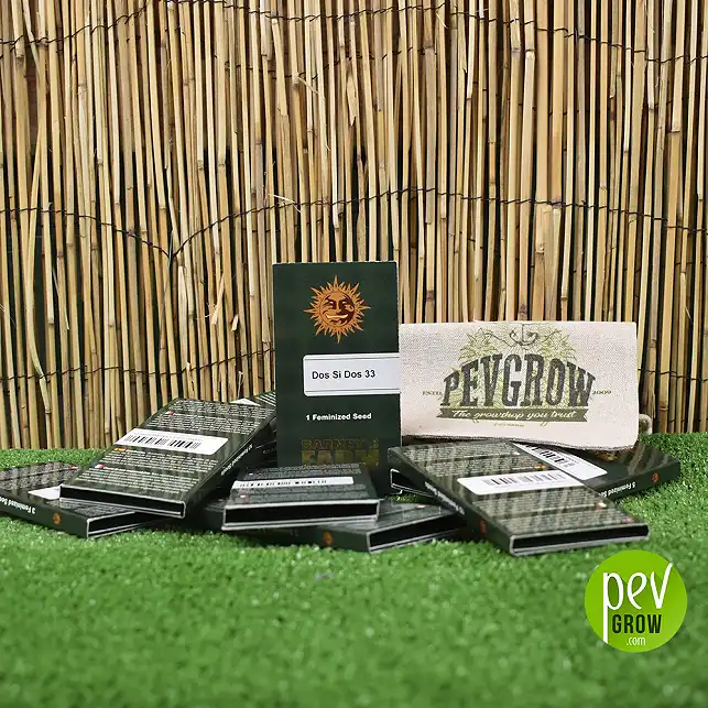 Image of the original Barneys Farm packaging, green cardboard container.