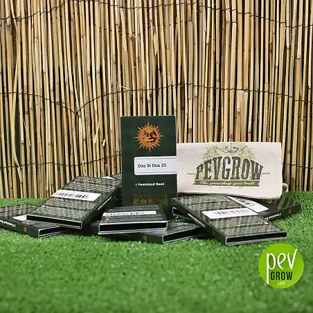 Image of the original Barneys Farm packaging, green cardboard container.