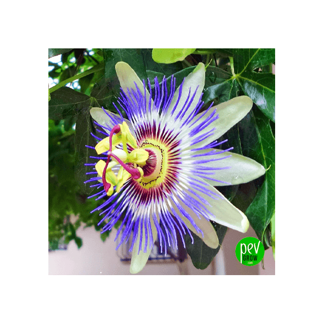 Estratto di Passiflora Incarnata