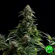 Amnesia Dream XL Auto Edition - Kannabia Amnesia Dream XL Auto Edition - Kannabia