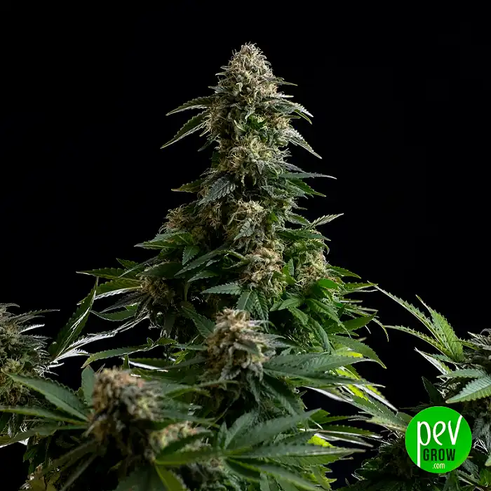 Amnesia Dream XL Auto Edition - Kannabia