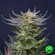 Purple Dream Auto Edition - Kannabia