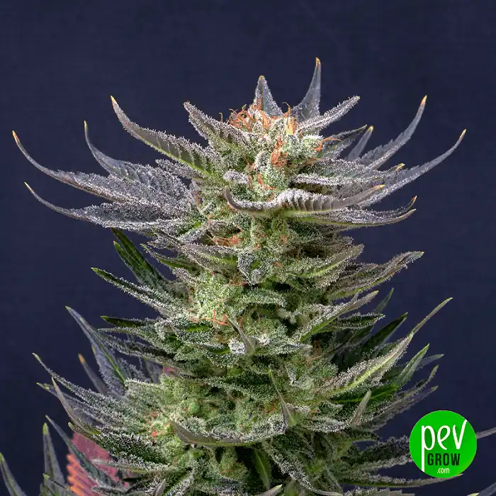 Purple Dream Auto Edition - Kannabia