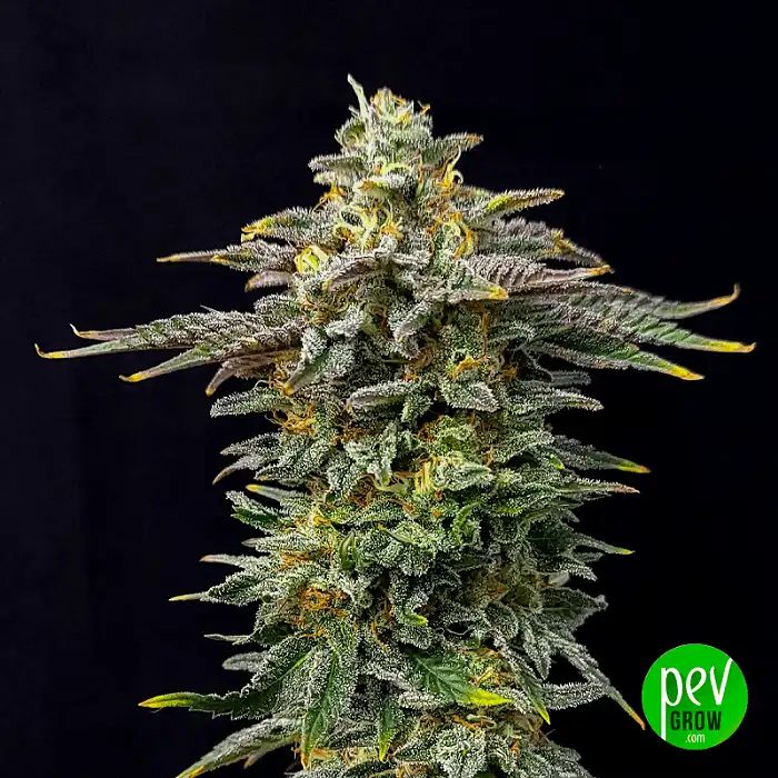 Cherry Dream Edition - Kannabia