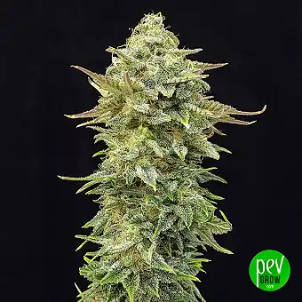 Pineapple Dream Edition - Kannabia