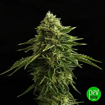 Zkit Kandy Dream Edition - Kannabia