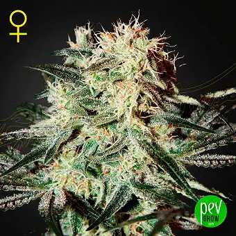 Arjan's Strawberry Haze - Green House